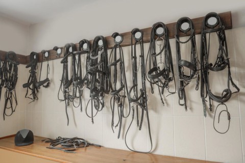 Harnesses for horses
