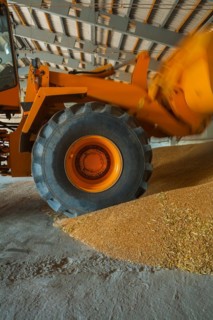 Movers loading wheat grains