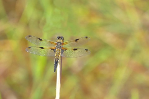Four-spotted chaser