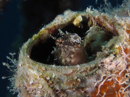 A sabre-toothed blenny