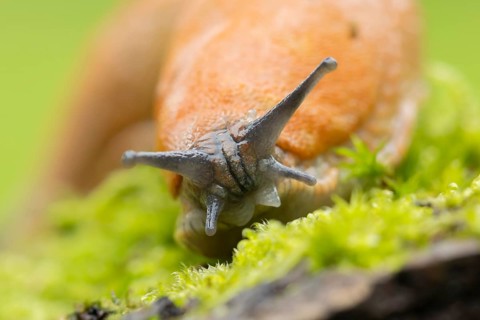 Red slug