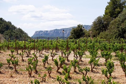 Experience stunning vineyard landscapes in the Priorat wine region