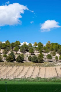Vineyard in spring in the Ribera del Duero appellation area in the province of Valladolid in Spain