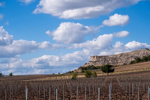 Vineyard in spring in the Ribera del Duero appellation area in the province of Valladolid in Spain