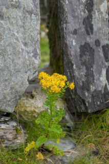 St James' ragwort