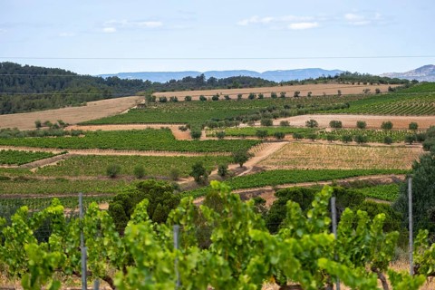 Experience stunning vineyard landscapes in the Priorat wine region