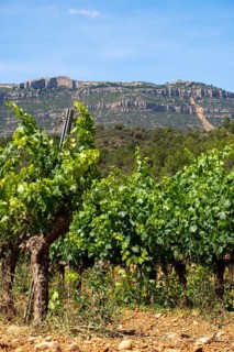 Experience stunning vineyard landscapes in the Priorat wine region