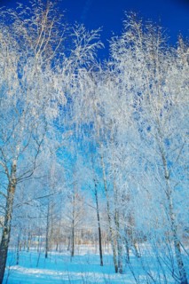 Birch in winter