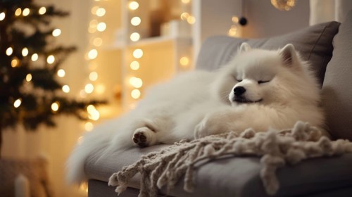 Cute Pomeranian dog on sofa in room decorated for Christmas Ai generated