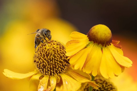Honey bee