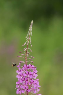 Red-tailed bumble bee