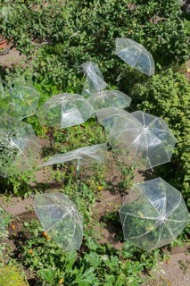 Allotment garden in the city wall moat with umbrellas as a greenhouse