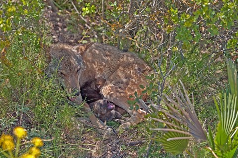Iberian wolf