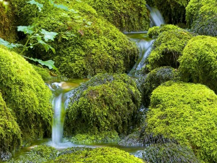 Water flowing over mossy stones