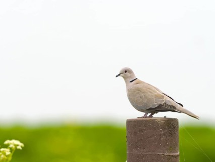 Eurasian Collared Dove