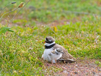 Ringed Plover