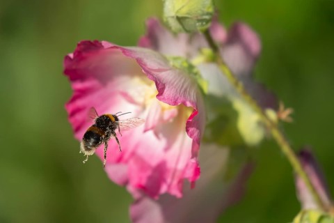 Buff tailed bumble bee