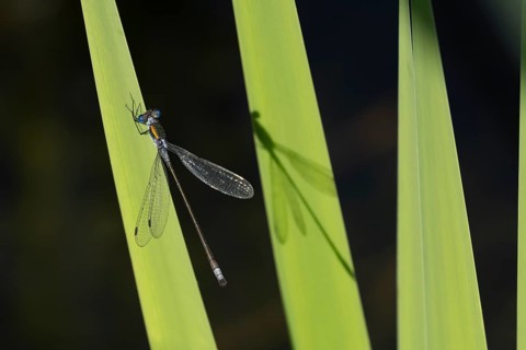 Emerald damselfly