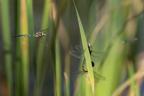 Migrant hawker