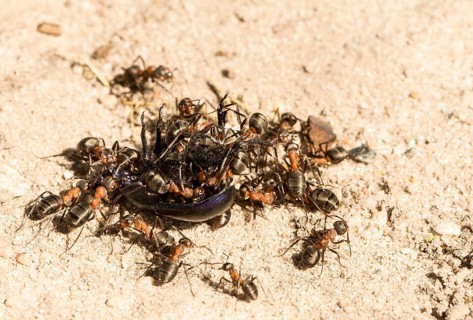 Many red wood ants