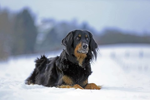 Hovawart lying in the snow