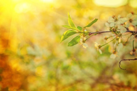 Sunny view branch of blossoming cherry tree with green leaves selective focus instagram style