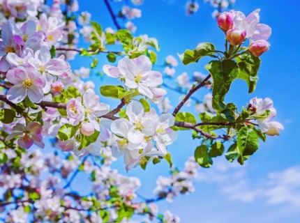Blossom of apple tree floral background instagram style