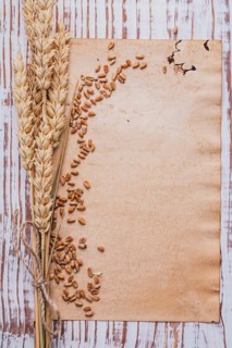 Copyspace background with ears of corn and grains on vintage paper with space for your text