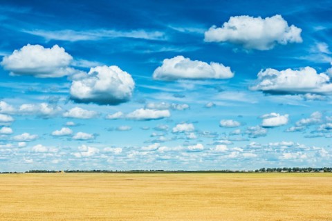 Golden wheat field and sky very high view