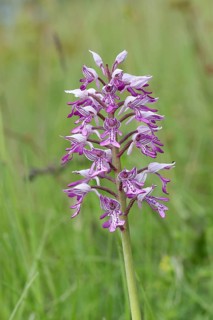 Military orchid