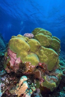 Rough brain coral