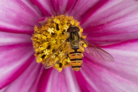 Common hoverfly