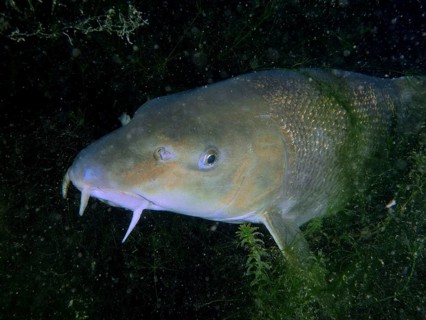 Portrait of barbel