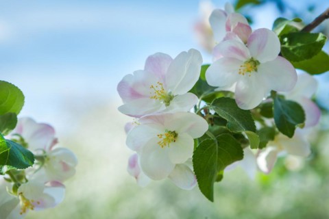 Branch of a blossoming apple tree