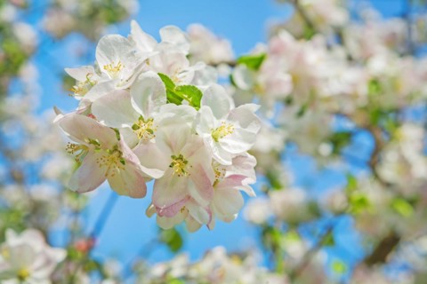 Small branch of a blossoming apple tree on a background of blurred branches