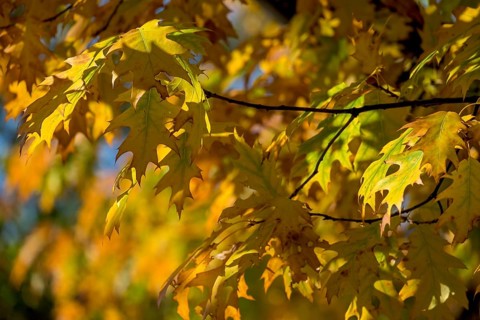 Autumnal discoloured leaves of the northern red oak