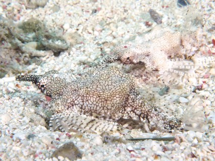 Little dragonfish