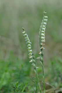 Autumn helleborine