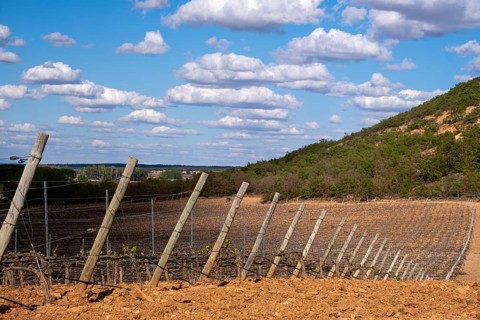Landscape of vineyards in the Ribera del Duero appellation area in the spring in the province of Valladolid in Spain