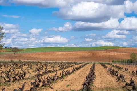 Landscape with vineyards in spring in the designation of origin area of Ribera del Duero wines in Spain