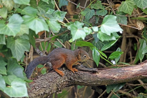 Eurasian red squirrel