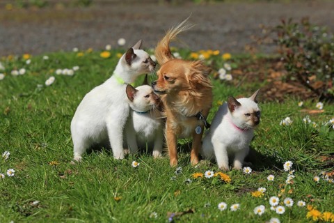 Thai cats and Chihuahua sitting