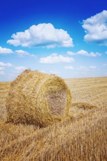 Bale of a straw on harwested field instagram colours