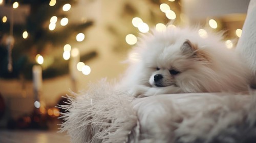 Pomeranian Spitz dog with wool blanket on sofa at home Ai generated