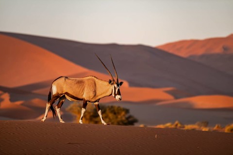Lone oryx antelope crossing the sand dunes of the Namib Desert in the evening light