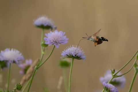 Hummingbird hawk-moth
