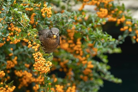 Common blackbird
