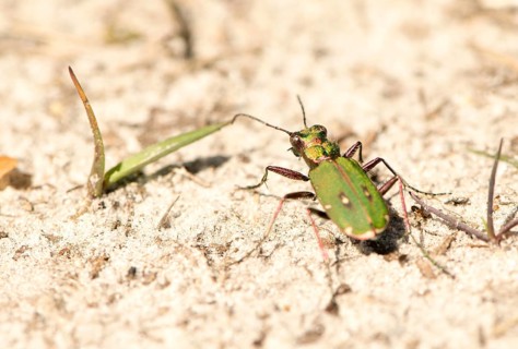 Green tiger beetle
