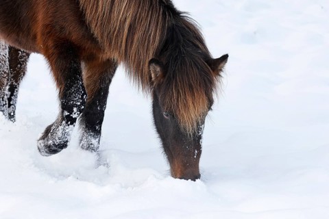 Icelandic horse