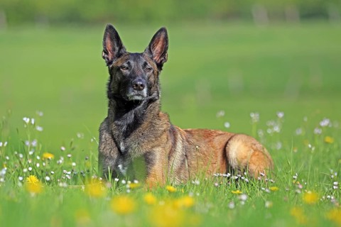 Malinois in flower meadow